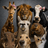 Animals In Crisis