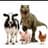 #animaltwt