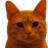 Bitcoin Cat
