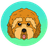Cockapoo