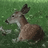 Deer Seized by US Government