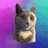 DIAMOND The Cat Coin