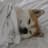 Dogsheetcoin