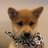Dogwifscarf