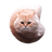 Flying Spinning Cat