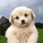 Gaejook The Puppy