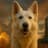 Groks Dog