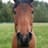 horsetwting