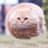 Hover Cat