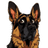 Hund