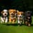 I love puppies 