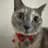 Just Elizabeth Cat