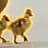 Justice for Goslings