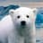 Knut From Zoo