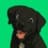 Luca Netz's Dog