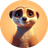 Memeerkat