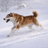 Nietzschean Dog