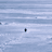 Nietzschean Penguin