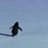 Nihilist Penguin