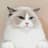 No1 tiktok cat