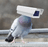 Pigeon Tech [OLD]