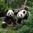 Ping Ping and Fu Shuang
