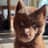 Red Siberian Husky
