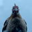 Retarded Chicken
