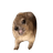 Screaming Hyrax