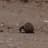 Sisyphean Beetle