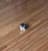 Smol Cat