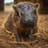 Solana The Pygmy Hippo