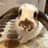 Solport Tom's bunny Lola