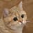 Starecat