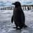 The Black Penguin