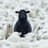 The Black Sheep