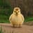 The Chubby Gosling