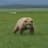 The Mercy Of The Bear