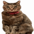 Tsutsuji Doge's Sister