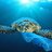 Unbagging The Ocean