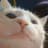 Vibing Cat