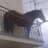 year of the horse