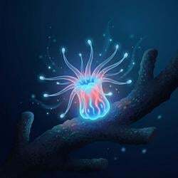 0xCoral