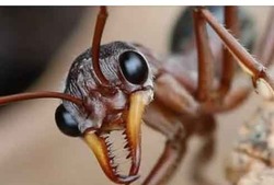 ANT COLONY