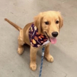 Barking Puppy