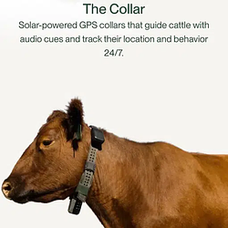 cowgorithm