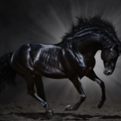 Dark Horse