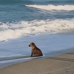 dog in pain