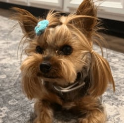 Dog Stolen From Tesla