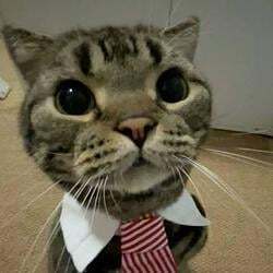 MarketCat